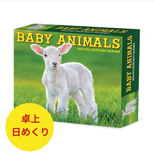 ߂J_[ J_[ xr[Aj} ̐Ԃ y/߂z BOX 2026N ߘa8N   ybgJ_[ fXNJ_[ 쐶 t@[Aj} A SDGfs 