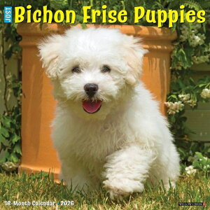 J_[ rVt[[ ps[ yM[TCY/Ǌ|z 2026N ߘa8N   ybgJ_[ ʃJ_[  hbO dog ߂ A SDGs CO 킢 Ԃ EB