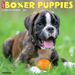 J_[ {NT[ ps[ yM[TCY/Ǌ|z 2026N ߘa8N  Boxer  ybgJ_[ J_[  hbO dog DOG ߂ A SDGs CO 킢 Ԃ EB[