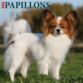 ★カレンダー パピヨン 【レギュラーサイズ/壁掛け】 2026年 令和8年 暦 動物 成犬 パピー ペットカレンダー 犬種カレンダー 犬 ドッグ dog DOG 月めくり 輸入 SDGs かわいい 中綴じ ウィロークリーク スクエアタイプ プレゼント クリスマス
