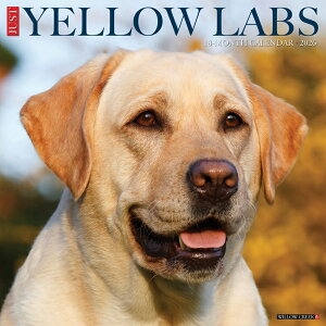 J_[ uh[go[ CG[u yM[TCY/Ǌ|z g[o[ 2026N ߘa8N   ybgJ_[ J_[  hbO dog x@ ߂ A 
