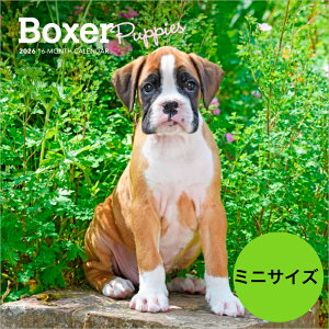 yzJ_[ {NT[ ps[y~jTCY/Ǌ|z ~j^Cv 2026N ߘa8N   ybgJ_[ J_[   hbO dog DOG ߂ A SDGs 킢 