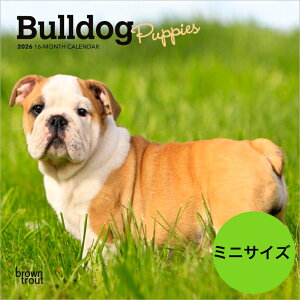 yzJ_[ uhbO ps[y~jTCY/Ǌ|z ~j^Cv 2026N ߘa8N   ybgJ_[ J_[   hbO dog DOG ߂ A SDGs 킢 