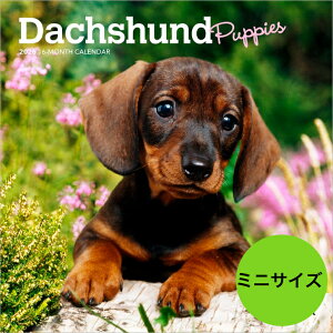  yzJ_[ _bNXth ps[y~jTCY/Ǌ|z 2026N ߘa8N    ybgJ_[ ʃJ_[ _bNXtg  hbO dog DOG ߂ A SDGs