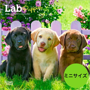 yzJ_[ uh[go[ MIX ps[y~jTCY/Ǌ|z 2026N ߘa8N   ybgJ_[g[o[ J_[  hbO dog ߂ A SDGs 