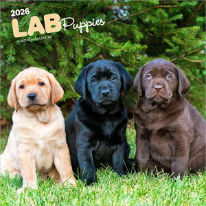 J_[ uh[go[ g[o[ ps[ X[J[ ~bNX yM[TCY/Ǌ|z 2025N ߘa7N   ybgJ_[ J_[  hbO dog x@