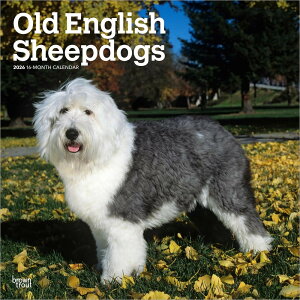 J_[ I[hCObVV[vhbOyM[TCY/Ǌ|z 2026N ߘa8N   ps[ ybgJ_[ ʃJ_[  hbO dog DOG ߂ A SDGs 킢