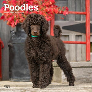 J_[ v[hyM[TCY/Ǌ|z 2026N ߘa8N   ps[ gC ~j`A X^_[h ybgJ_[ ʃJ_[  hbO dog DOG ߂ A SDGs 