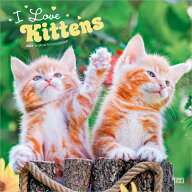 ★ キトン カレンダー 2027 壁掛け ブラウントラウト BrownTrout 愛猫 猫 ねこ cat CAT 仔猫 輸入 かわい…