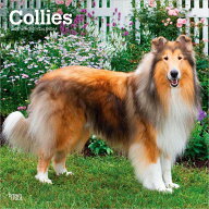 ★ コリー カレンダー 2027 壁掛け ブラウントラウト BrownTrout 犬 犬種別 大型犬 dog 警察犬 輸入 かわ…