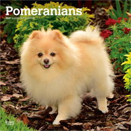 ★ ポメラニアン カレンダー 2027 壁掛け ブラウントラウト BrownTrout パピー 犬 犬種別 小型犬 dog 輸…