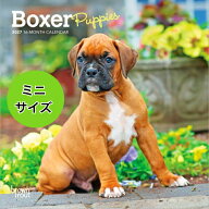 カレンダー 2027年 壁掛け ボクサー パピー ブラウントラウト BrownTrout ミニサイズ 令和9年 暦 仔犬 子…
