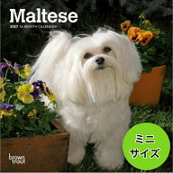 カレンダー 2027年 壁掛け マルチーズ ブラウントラウト BrownTrout ミニサイズ 令和9年 パピー 仔犬 子…