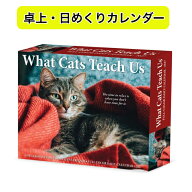 日めくりカレンダー カレンダー 猫が教えてくれる事 【卓上/日めくり】BOX 2027年 令和9年 暦 猫 ネコ ね…