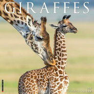 カレンダー キリン ジュラーフ 【レギュラーサイズ/壁掛け】 2027年 令和9年 暦 giraffe きりん 野生動物…