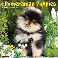 ★ カレンダー ポメラニアン パピー 壁掛け 2027年 令和9年 暦 動物 仔犬 子犬 ペット 犬種カレンダー 犬…