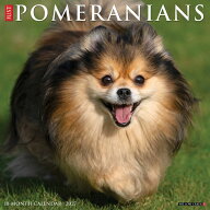 ★ カレンダー ポメラニアン 壁掛け 2027年 令和9年 暦 動物 成犬 パピー 仔犬 子犬 ペット 犬種カレンダ…