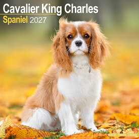★ カレンダー キャバリア 【レギュラーサイズ/壁掛け】犬 2027年 令和9年 暦 輸入 イギリス 海外版 動物 ペットカレンダー 犬種別カレンダー ドッグ dog 月めくり かわいい 中綴じ Avonside スクエアタイプ プレゼント クリスマス 誕生日