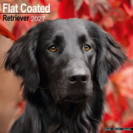 ★ カレンダー フラットコーテッドレトリーバー 壁掛け 犬 2027年 令和9年 暦 輸入 イギリス 動物 ペット…