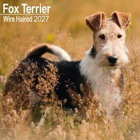 ★カレンダー ワイヤーヘアードフォックステリア【レギュラーサイズ/壁掛け】犬 2027年 令和9年 暦 輸入 イギリス 海外版 動物 ペットカレンダー 犬種別カレンダー ドッグ dog 月めくり かわいい 中綴じ SDGs Avonside スクエアタイプ ギフト プレゼント クリスマス 誕生日
