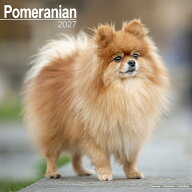 ★カレンダー ポメラニアン【レギュラーサイズ/壁掛け】犬 2027年 令和9年 暦 輸入 イギリス 動物 ペット…