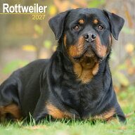 カレンダー ロットワイラー 【レギュラーサイズ/壁掛け】犬 2027年 令和9年 暦 輸入 イギリス 動物 ペッ…
