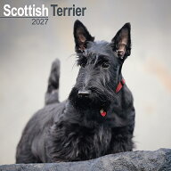 ★ カレンダー スコティッシュテリア スコッチ 壁掛け 犬 2027年 令和9年 暦 輸入 イギリス 動物 ペット…
