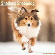 ★カレンダーシェットランドシープドッグ シェルティ 【レギュラーサイズ/壁掛け】犬 2027年 令和9年 暦 …