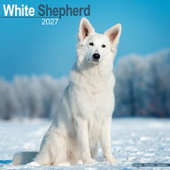 ★カレンダー ホワイトシェパード 【レギュラーサイズ/壁掛け】犬 2027年 令和9年 暦 輸入 イギリス 動物…