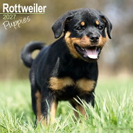 カレンダー ロットワイラー パピー 【レギュラーサイズ/壁掛け】犬 2027年 令和9年 暦 輸入 イギリス 動…