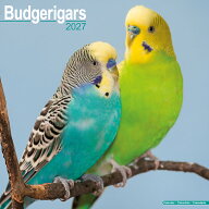 ★カレンダー セキセイインコ パラキート バジュリガー【レギュラーサイズ/壁掛け】 2027年 令和9年 暦 …