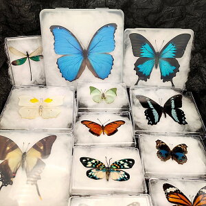 {̒W{AǊ|AfXNgbvĤ鍩W{AIWiNtgfBXvCAEH[A[gW{fBXvC{bNXA▭ȕǑAW{AJugVA