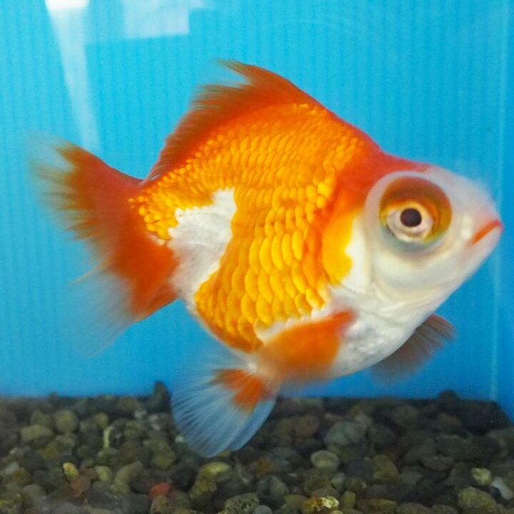 楽天市場 1点物 出目金 ショートテール 2歳 約9cm 金魚 きんぎょ 信州きんぎょ姫 メール便不可 宅配便配送 Technicalsport Passo
