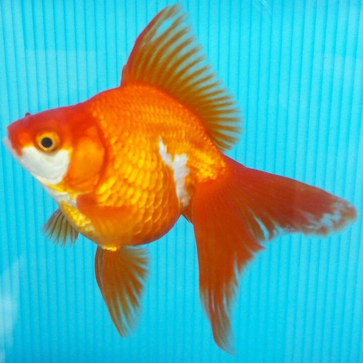 楽天市場 1点物 飯田琉金 メス 2歳 約14cm 金魚 きんぎょ 信州きんぎょ姫 メール便不可 宅配便配送 Technicalsport Passo