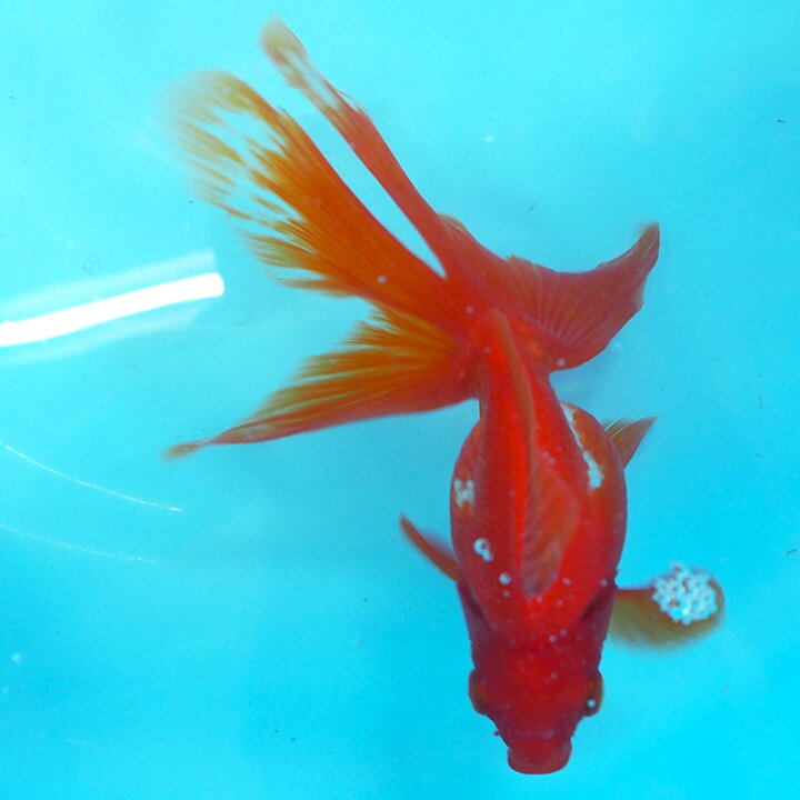 楽天市場 1点物 飯田琉金 メス 2歳 約14cm 金魚 きんぎょ 信州きんぎょ姫 メール便不可 宅配便配送 Technicalsport Passo