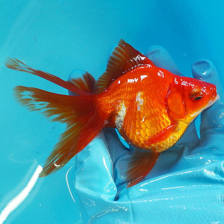 楽天市場 1点物 飯田琉金 メス 2歳 約14cm 金魚 きんぎょ 信州きんぎょ姫 メール便不可 宅配便配送 Technicalsport Passo