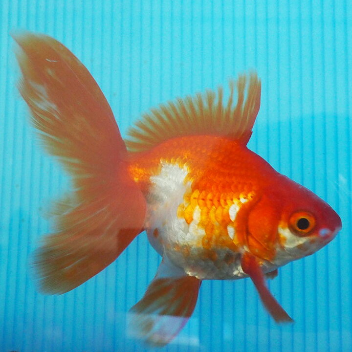 楽天市場 1点物 飯田琉金 オス 2歳 約13cm 金魚 きんぎょ 信州きんぎょ姫 メール便不可 宅配便配送 Technicalsport Passo