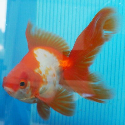 楽天市場 1点物 飯田琉金 オス 2歳 約13cm 金魚 きんぎょ 信州きんぎょ姫 メール便不可 宅配便配送 Technicalsport Passo