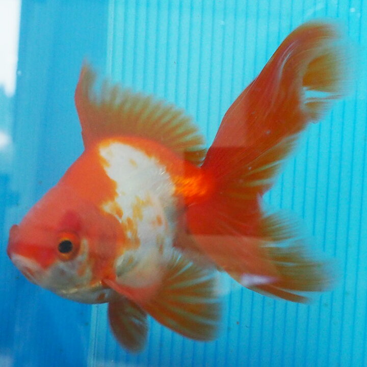 楽天市場 1点物 飯田琉金 オス 2歳 約13cm 金魚 きんぎょ 信州きんぎょ姫 メール便不可 宅配便配送 Technicalsport Passo