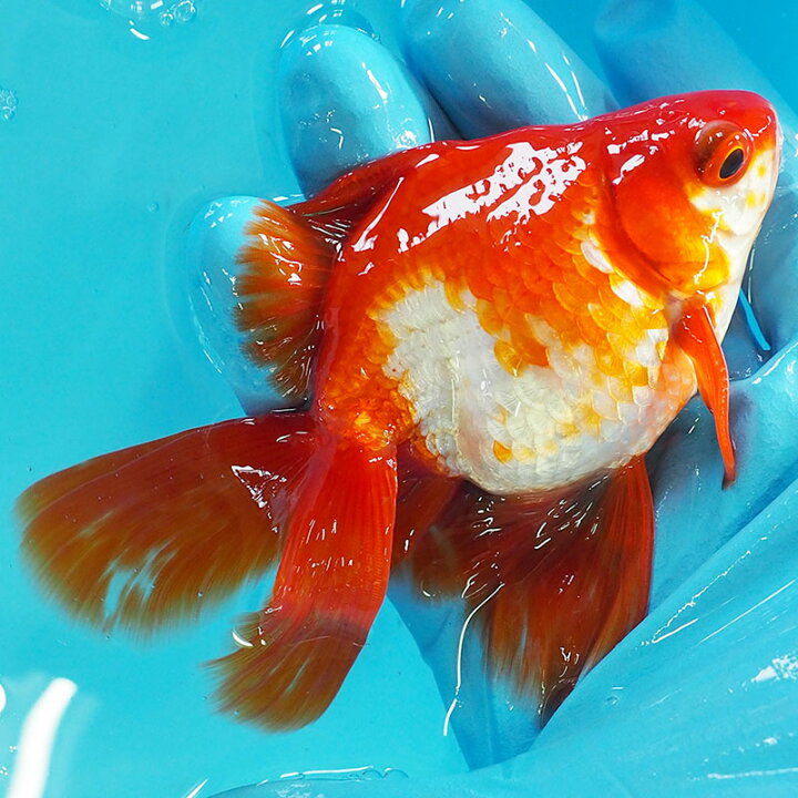 楽天市場 1点物 飯田琉金 オス 2歳 約13cm 金魚 きんぎょ 信州きんぎょ姫 メール便不可 宅配便配送 Technicalsport Passo