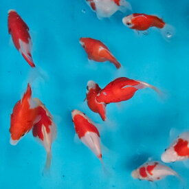 【1匹】新潟産 玉サバ 8cm前後 更紗 紅白 等 金魚 きんぎょ【信州きんぎょ姫】【メール便不可・宅配便配送】
