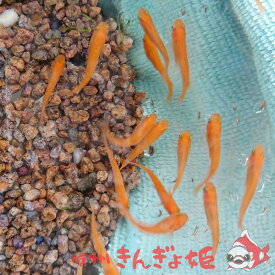 楽天市場 楊貴妃 メダカの通販
