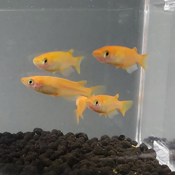 楽天市場 3匹セット 楊貴妃めだか 楊貴妃メダカ 信州きんぎょ姫 メール便不可 宅配便配送 Technicalsport Passo