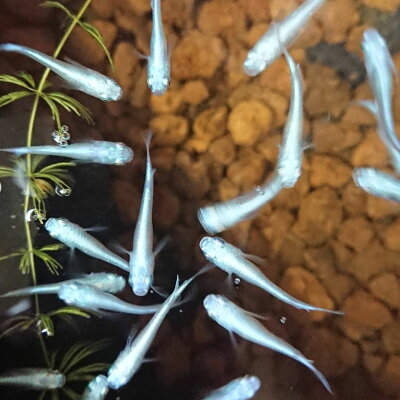 楽天市場 1匹 幹之スーパー光めだか みゆきスーパー光メダカ 信州きんぎょ姫 メール便不可 宅配便配送 Technicalsport Passo