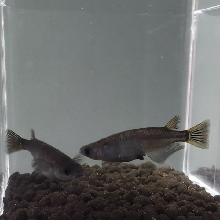 楽天市場 ペア オロチめだか オロチメダカ 雄雌各1匹 信州きんぎょ姫 メール便不可 宅配便配送 Technicalsport Passo 楽天市場 ペア オロチめだか オロチメダカ 雄雌各1匹 信州きんぎょ姫 メール便不可 宅配便配送 Technicalsport Passo