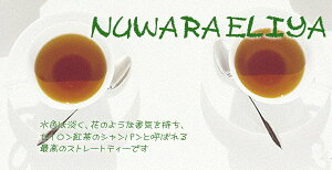 ZCgF2023NkGAEo[Y[v LOVER'S LEAP T.E.NIeB[BOP(500g)Ɩp g Fz