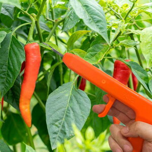 Ńs[}Eނ߂̌gїps[}͂