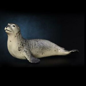 I C̓ tBMAf ߋ ct Ƃ̏ S12I  p