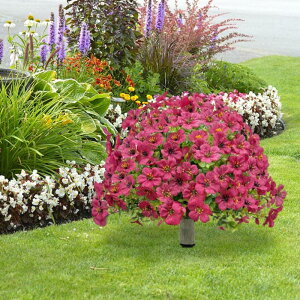 ̎Ő̕p̒nʂ̍YtlHoCIbgt[gsA[