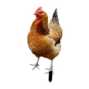 {̑ K[fXe[N  ŐŔ {̒u nʑ} ʘHpA[g